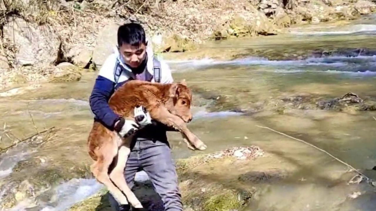 Passerby rescues newborn calf stranded in rushing stream