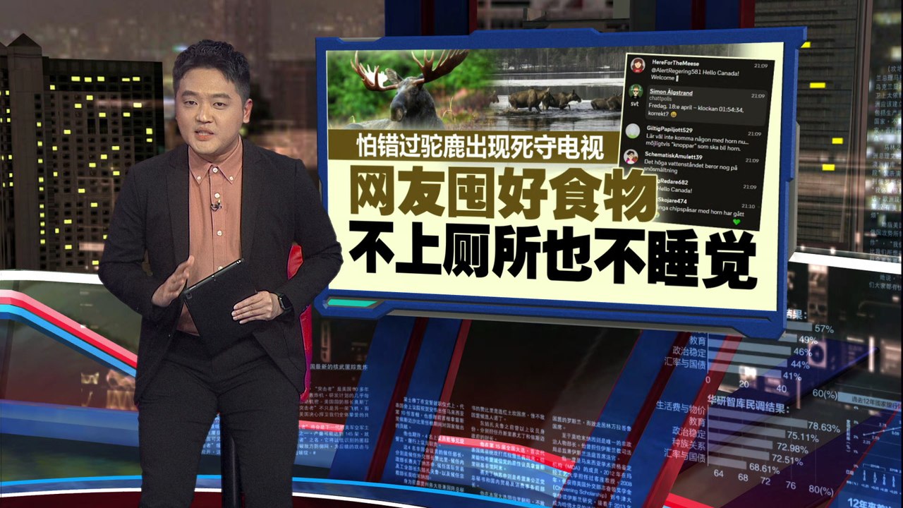 吸引900万人守着电视      24小时直播驼鹿大迁徙