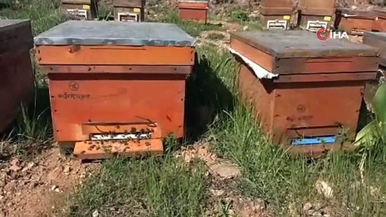 Milyonlarca arı gram gram topladı! Kilogramı 1300 TL’den satılıyor