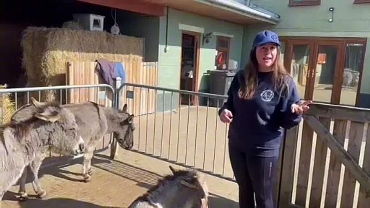Why I set up the Wonkey Donkey sanctuary in Knottingley