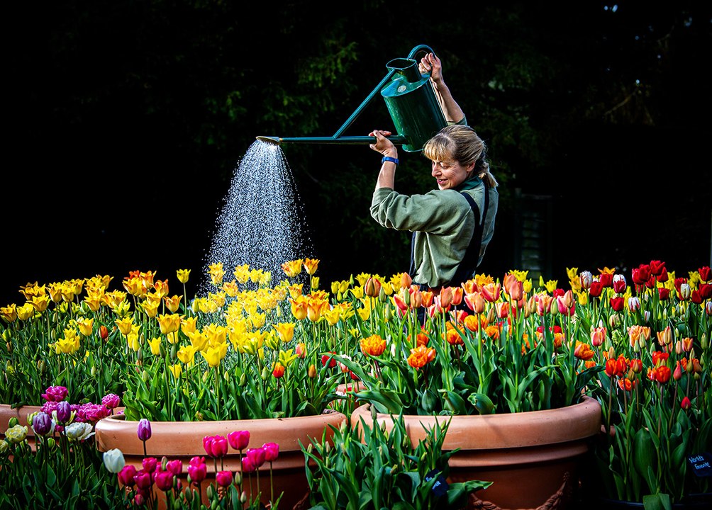 Burnby Hall Tulip Festival 2025