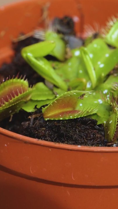 Brilliant Tips for growing your own garden on your windowsill!