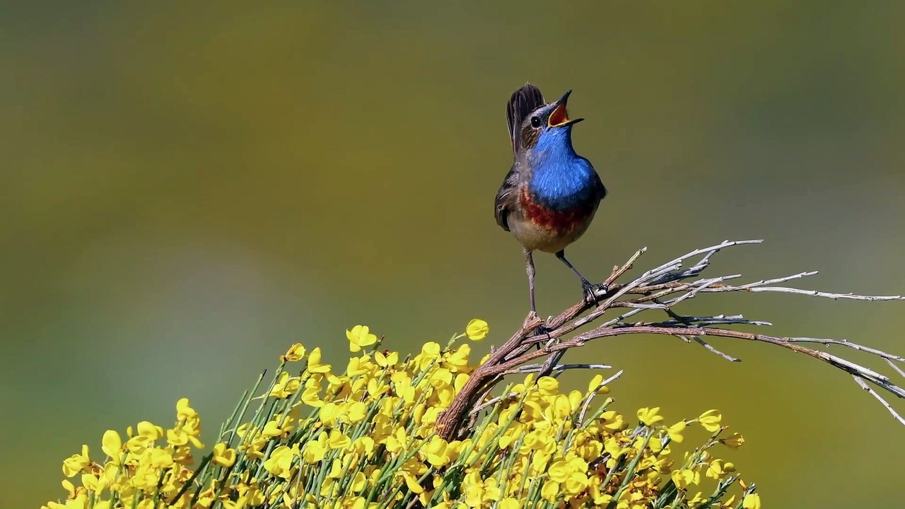 Hispania. Tierra de conejos - Tráiler