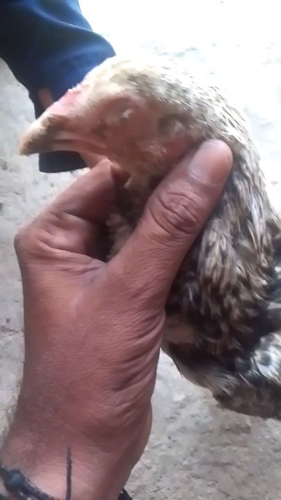 #hamen murge ka ilaaj bataya jaaye comment mein