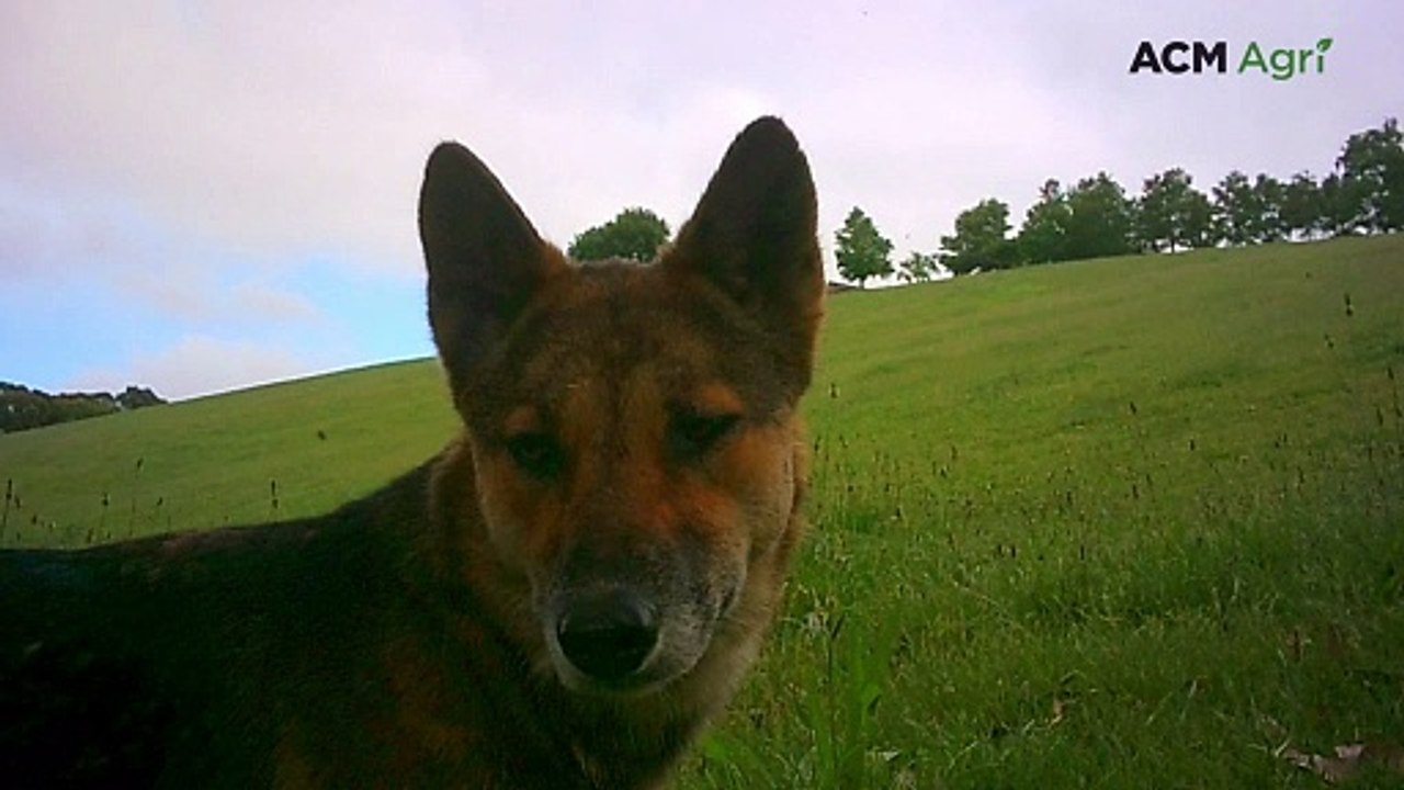 Wild dogs caught on camera near Yarra Valley farms