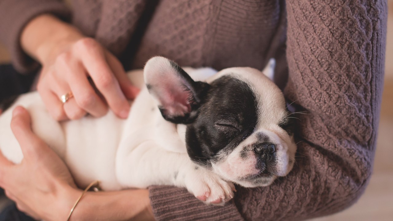 How pets improve their owners’ mental health