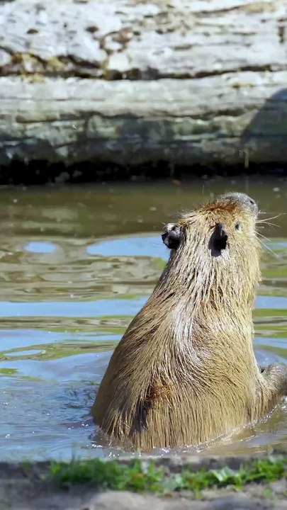 Adorable capybaras cool off with a swim