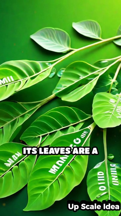 Unlocking Moringa's Nutritional Secrets