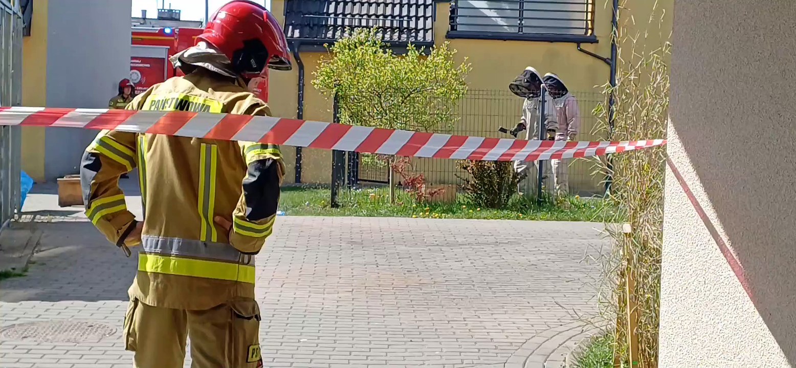 Pszczoły wyroiły się w Sławnie