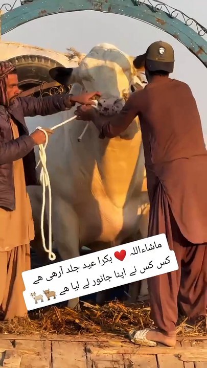 cow qurbani video