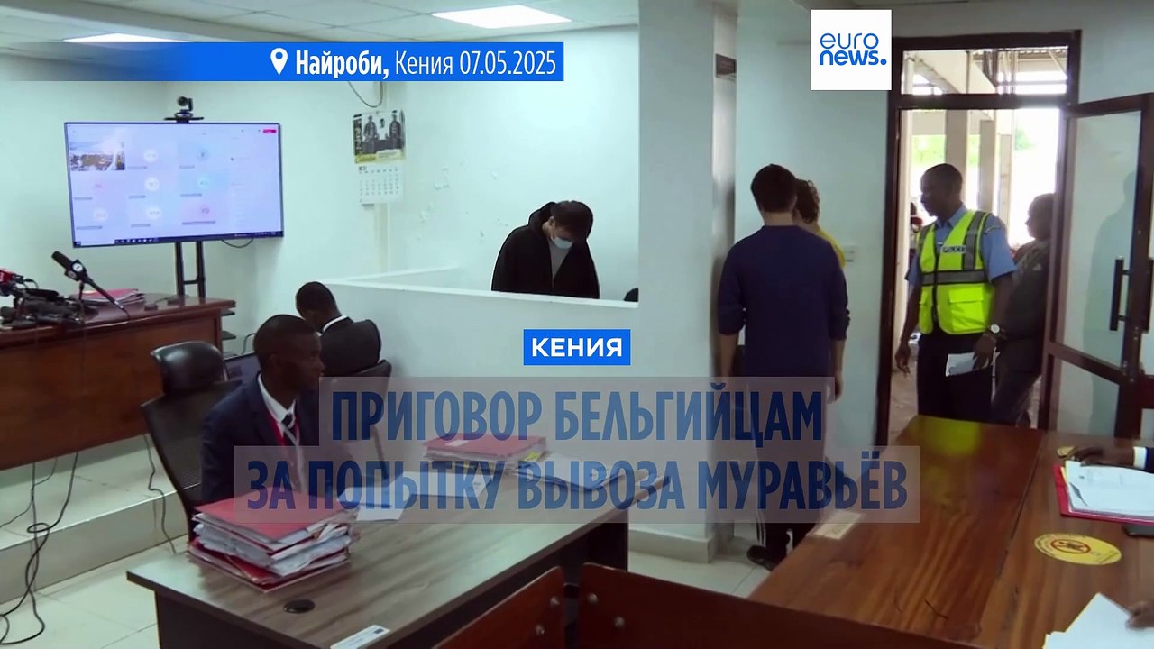 Штраф или год тюрьмы: приговор бельгийцам, пытавшимся вывезти из Кении 5 тысяч муравьёв