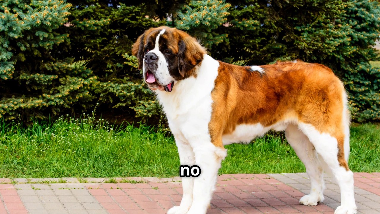 What Ever Happened To Beethoven of The Beloved Movie Series ?