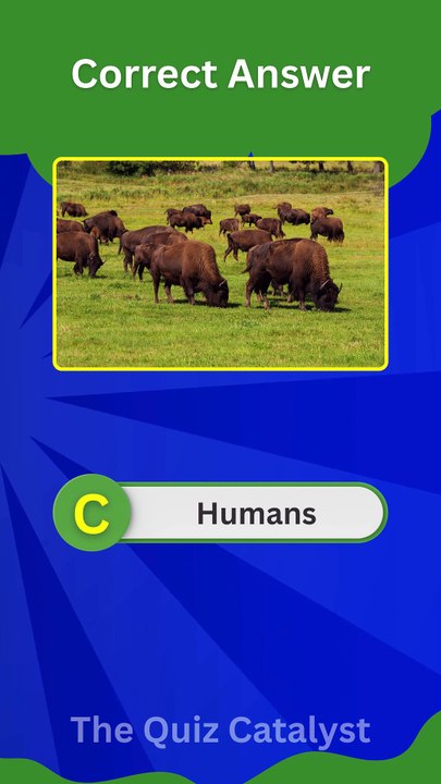 Bison Quiz: 4 USA History Questions Only Experts Can Answer! 🦬🇺🇸 | Wildlife Trivia Short