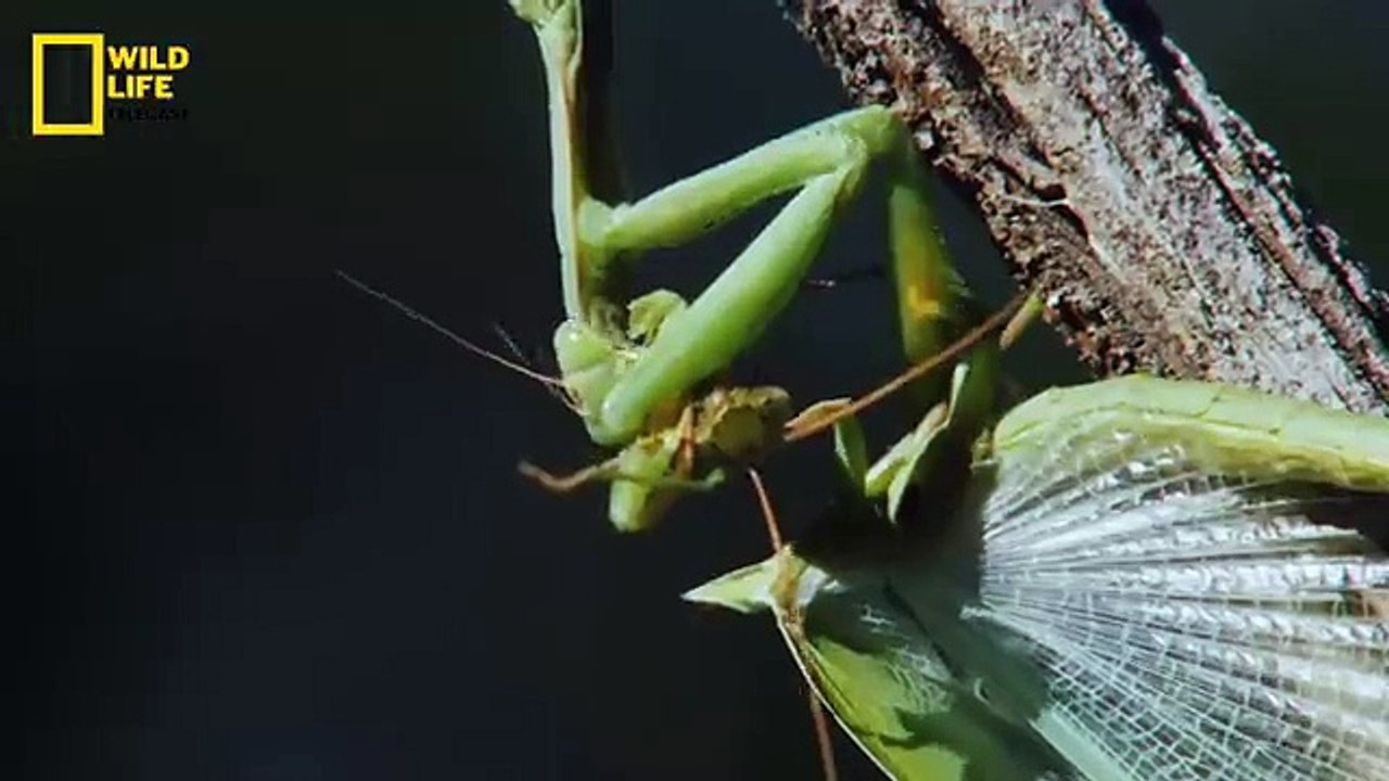 Predators Attack - हिन्दी डॉक्यूमेंट्री - Wildlife documentary in Hindi