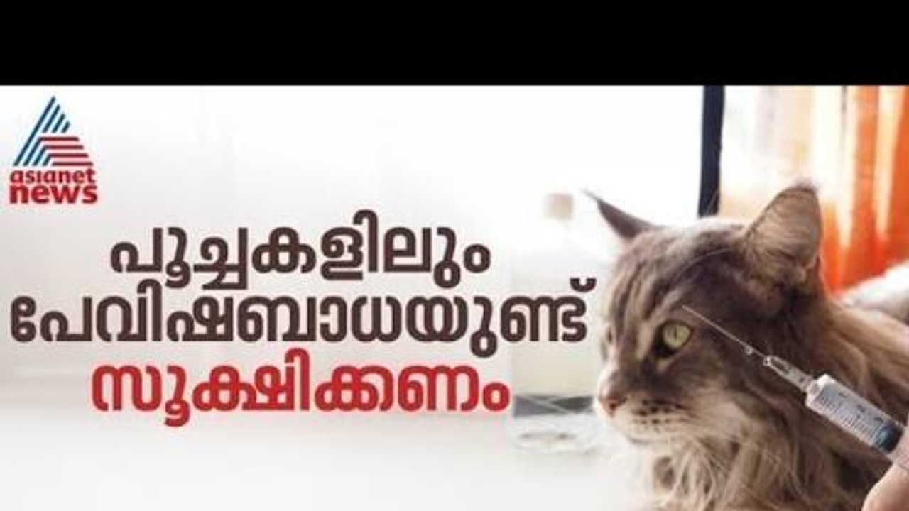 വളർത്ത് പൂച്ചകളിലും പേവിഷബാധയുണ്ട്; ശ്രദ്ധിക്കാം ഇക്കാര്യങ്ങൾ