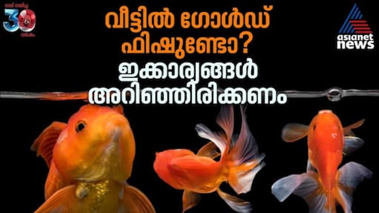 ഗോൾഡ് ഫിഷിനെ വളർത്താൻ പ്ലാനുണ്ടോ? ഈക്കാര്യങ്ങൾ അറിഞ്ഞിരിക്കണം | Gold Fish