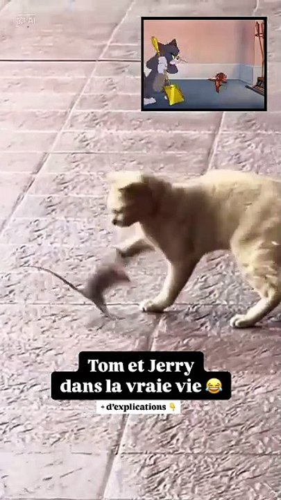 Tom & Jerry dans la vraie vie