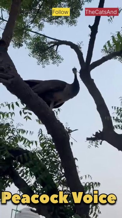 Female Peacock Sounds | Peacock Mating Call | #foryou #peacock #sound @TheCatsAnd