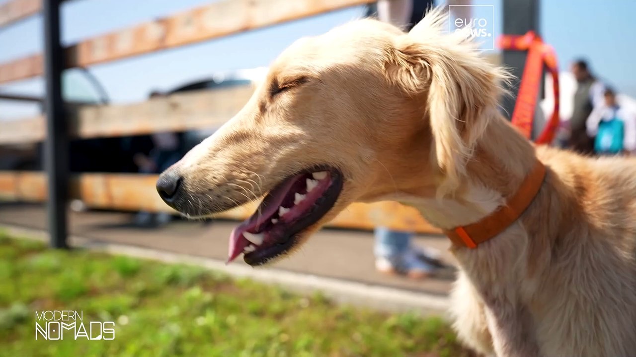 Казахская борзая тазы: от кочевого стража до национальной иконы