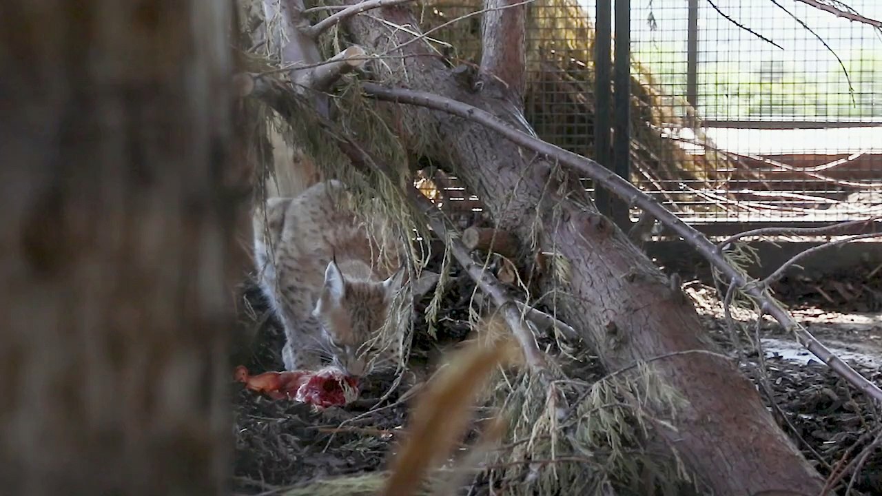 Three rescued lynx settle into new home at Highland Wildlife Park