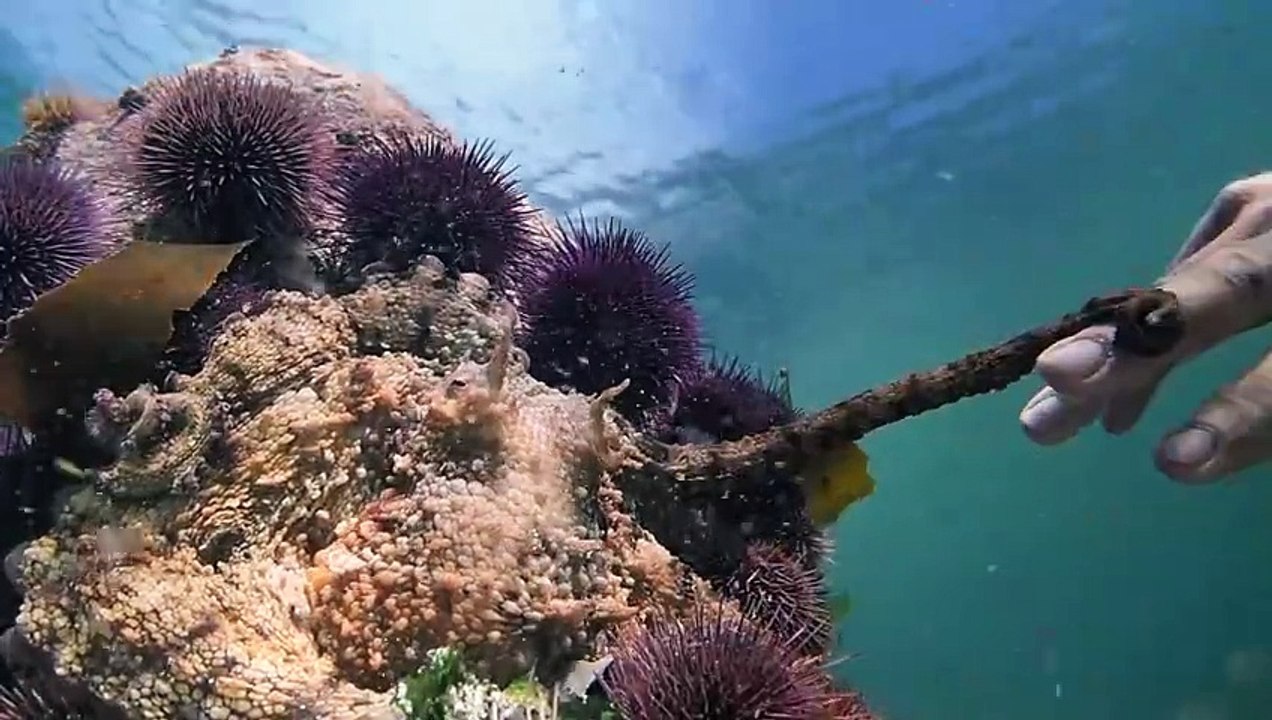 My Octopus Teacher: A Deep Dive into Connection and Nature