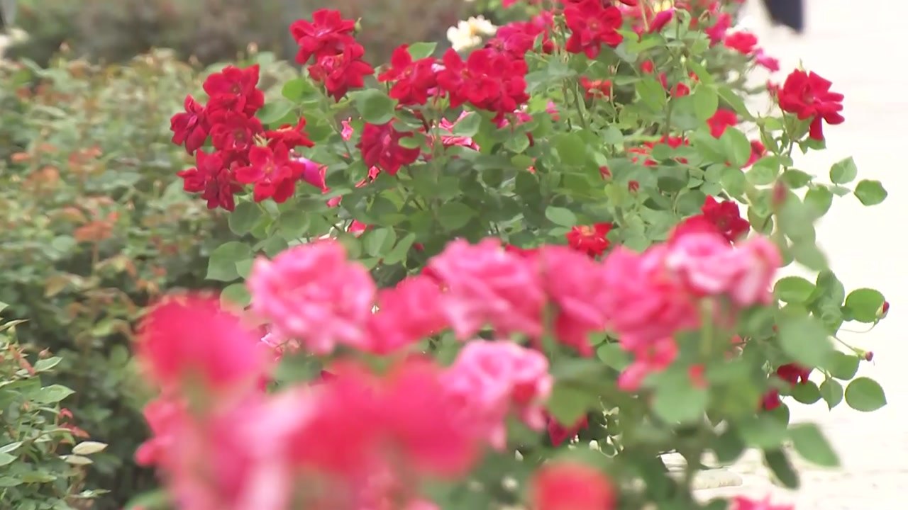 40년 맞은 놀이공원 장미축제...꽃과 향기 한가득 / YTN