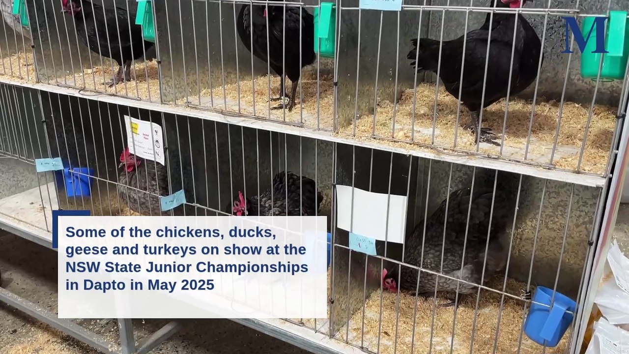 Junior poultry championships