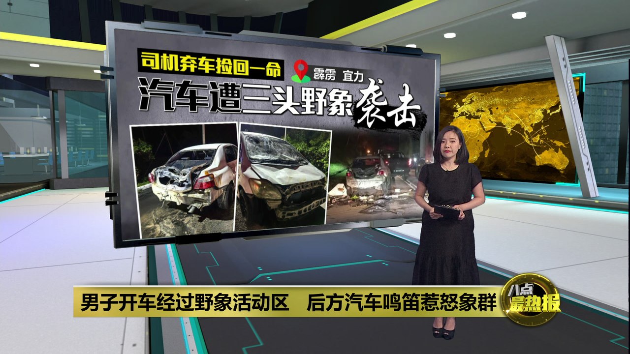 再有野象攻击车辆事件   后方汽车鸣笛惹怒象群