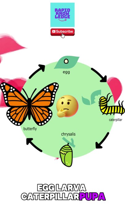 The Lifecycle of a Butterfly