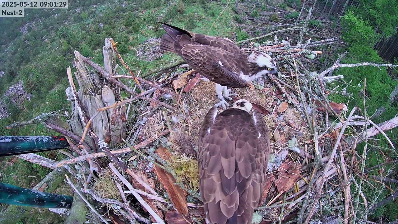 Rare Osprey Love Triangle Filmed in Scotland with Four Eggs