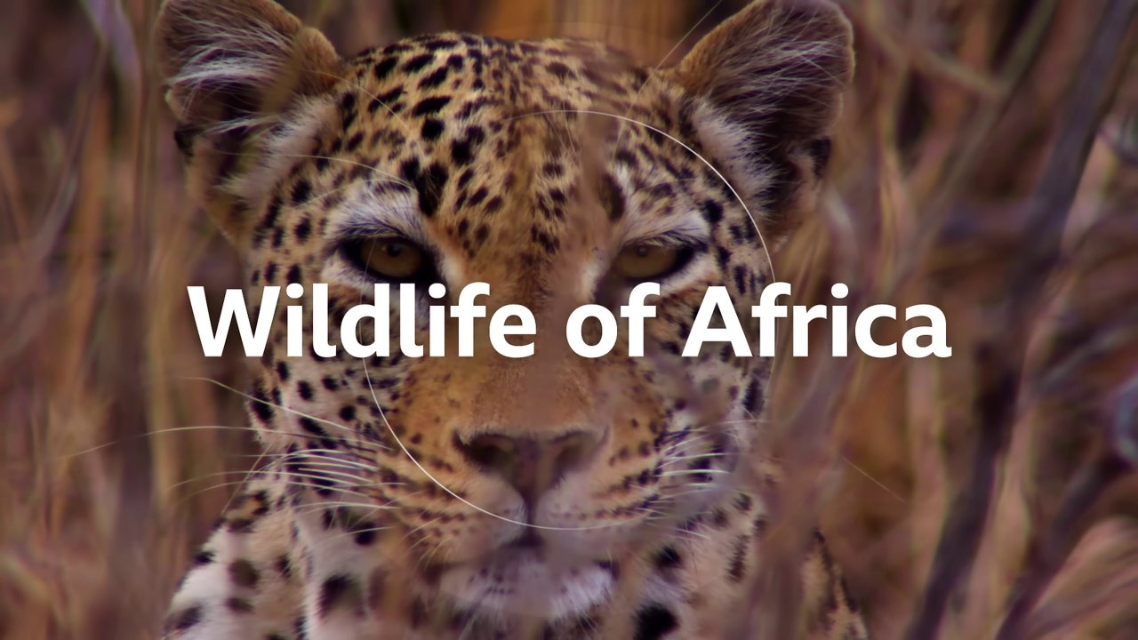 Wildlife Of Africa - BBC With Sir David Attenborough - Must See
