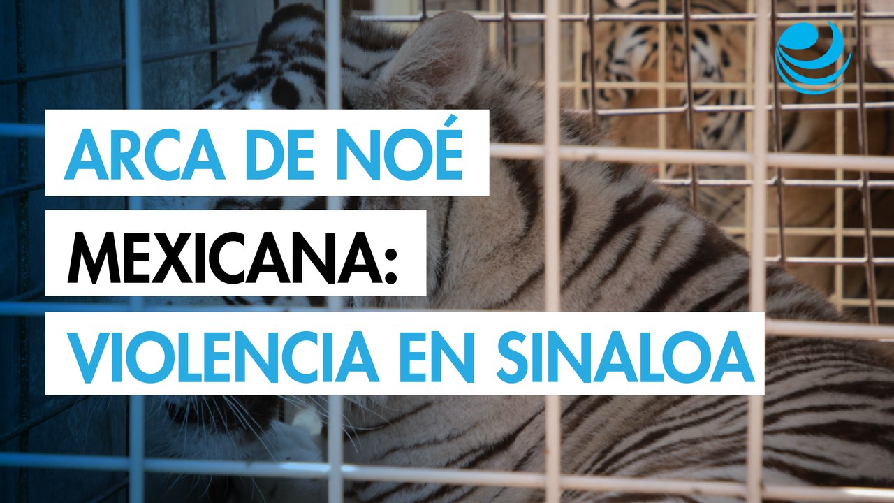 Rescate Épico: La Mudanza del Arca de Noé en México para Proteger a los Animales 🐾