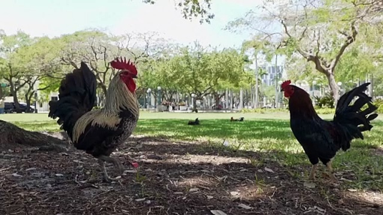 Há cada vez mais galinhas nas ruas de Miami