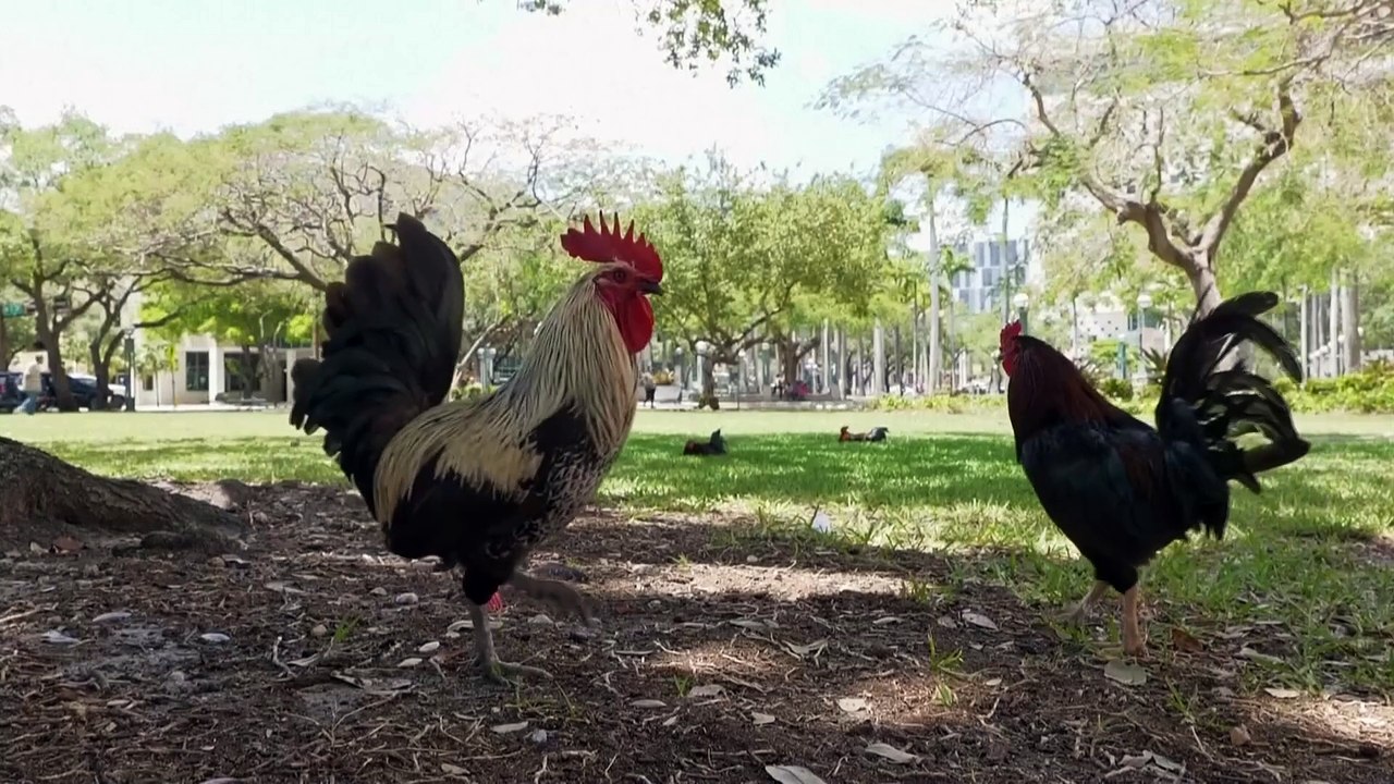 Бродячие петухи заполонили улицы Майами