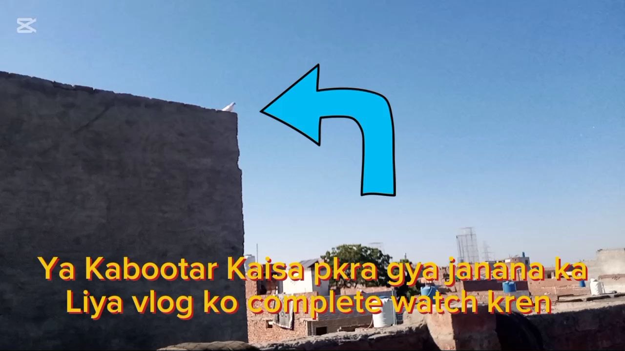 Kabootar Pakrnay ke Tareeqay | Pigeon Catching Techniques in Urdu/Hindi