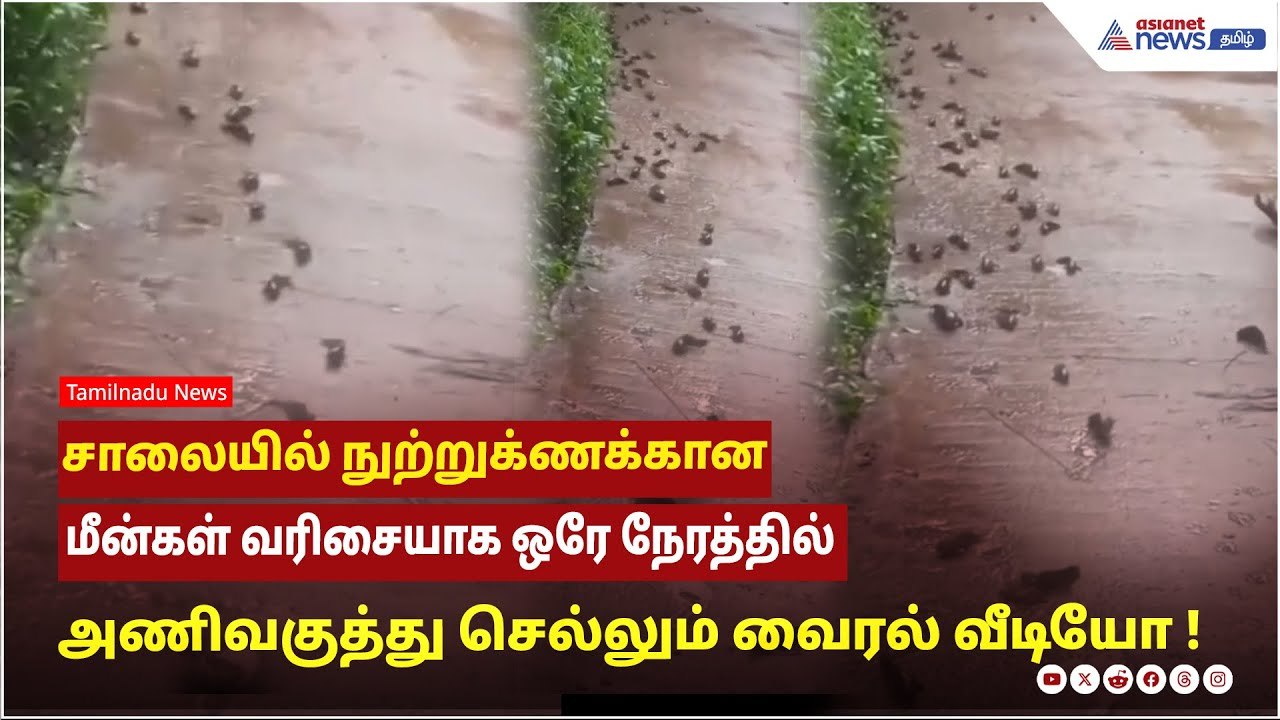 சாலையில் நுற்றுக்ணக்கான மீன்கள் வரிசையாக ஒரே நேரத்தில் அணிவகுத்து செல்லும் வைரல் வீடியோ !