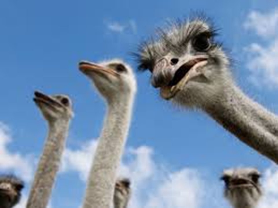 L’armée AUSTRALIENNE mise en PLS...