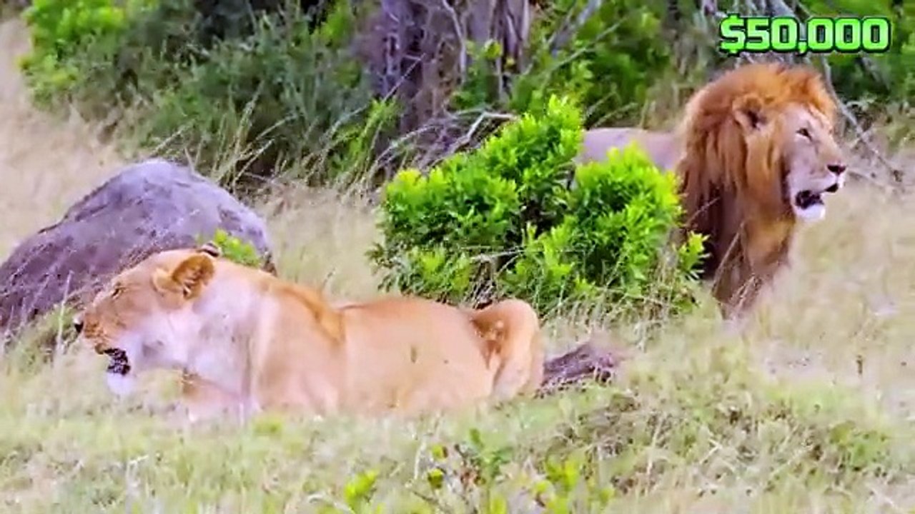 $1 vs $500,000 Experiences! Mr Beast in English