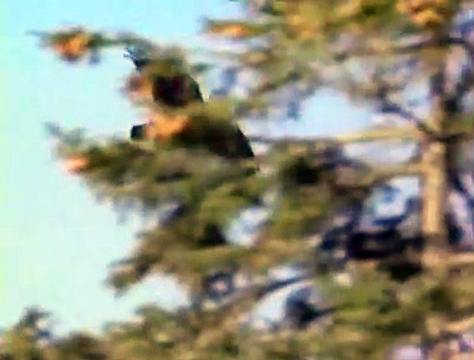 Wild Wolves with David Attenborough