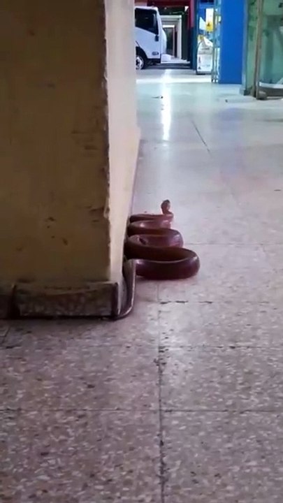 Serpiente en Villa Consuelo