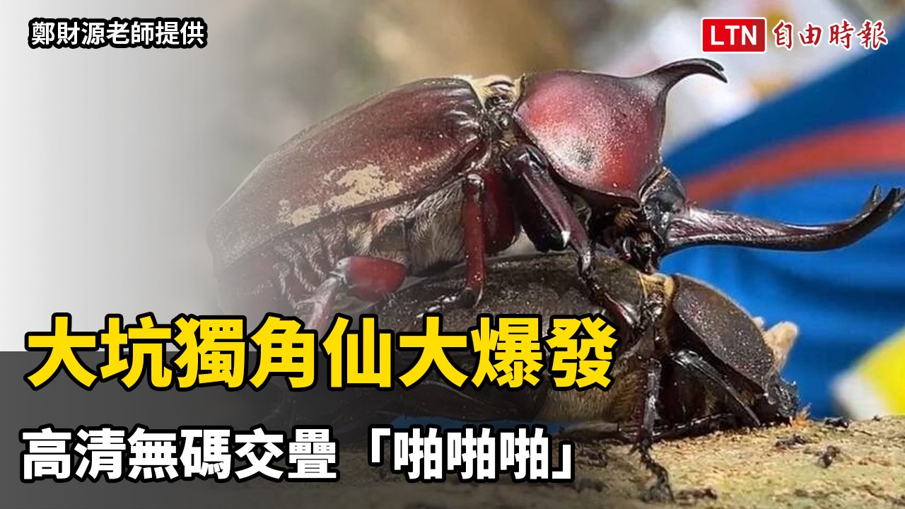 大坑獨角仙大爆發 高清無碼交疊「啪啪啪」（鄭財源老師提供）
