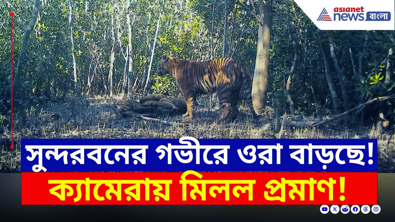 সুন্দরবনের গভীর জঙ্গলে 'ওরা' বাড়ছে! ক্যামেরাবন্দী সব প্রমাণ