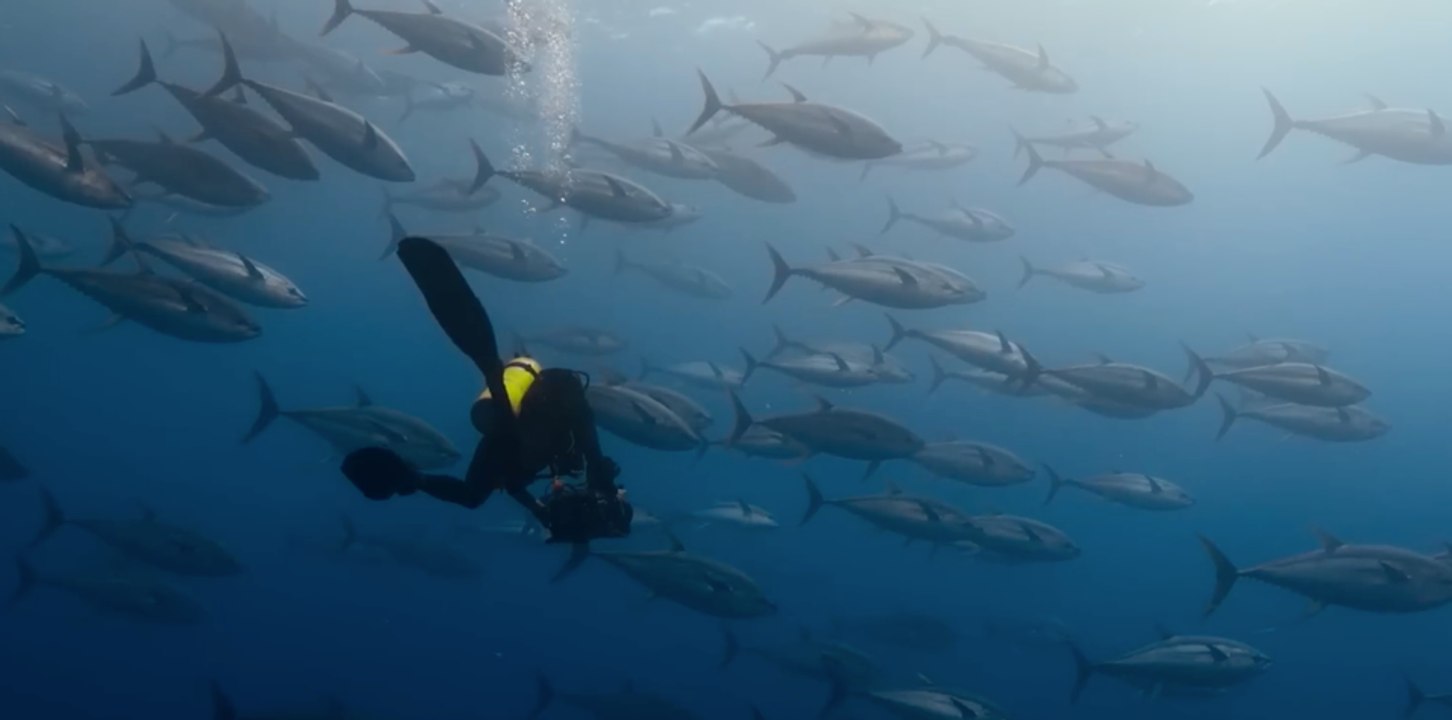 David Attenborough: Océano Tráiler VO