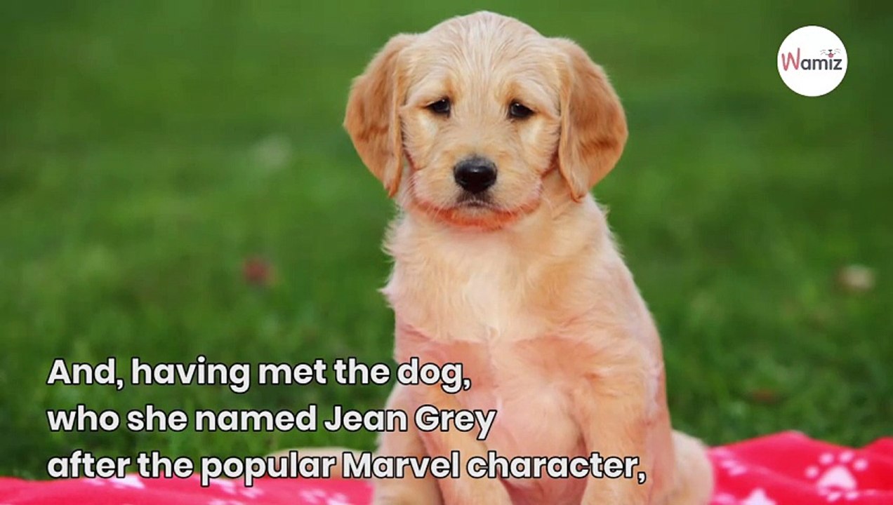 Watch: Grieving dad who didn’t want new dog is now the sweetest owner