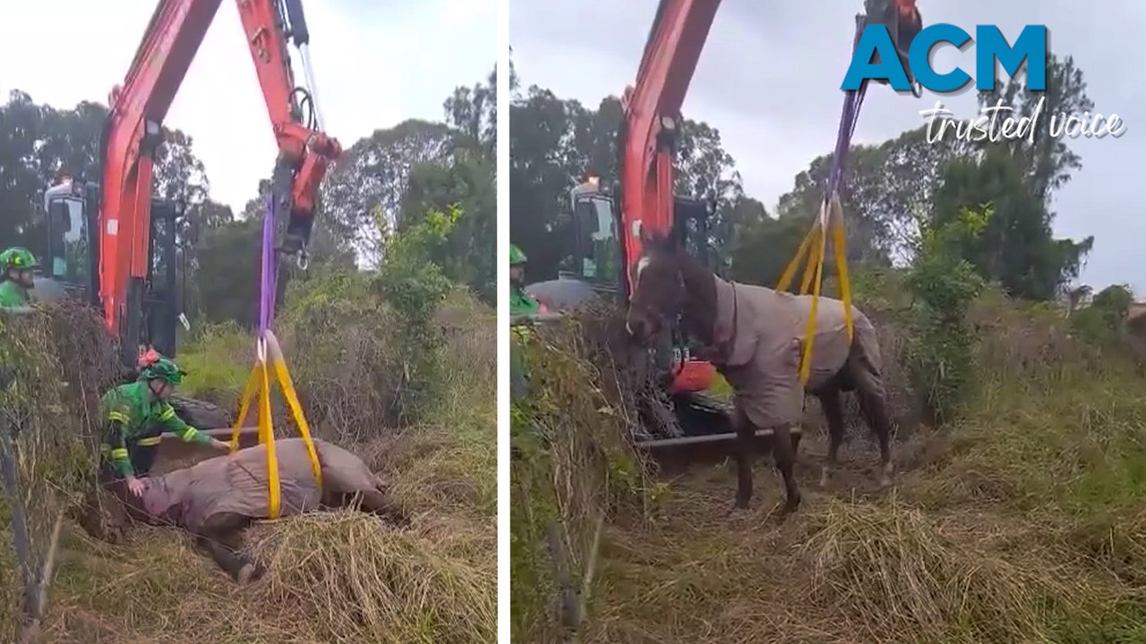 Excavator used to lift a horse in Taree