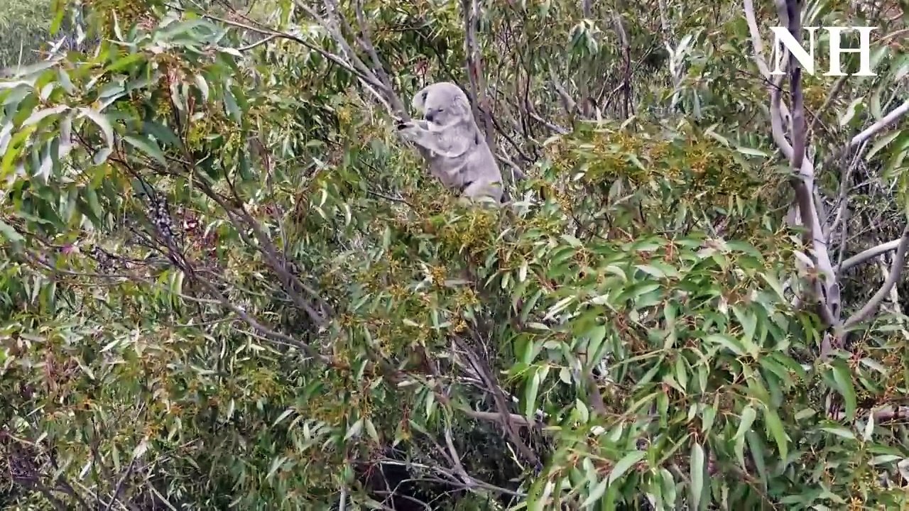 Koalas in Sugarloaf State  Conservation Area