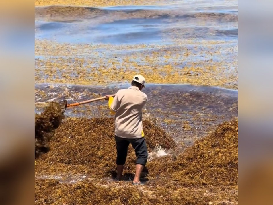 Rekordmengen an Sargassum-Algen verschmutzen Karibikstrände
