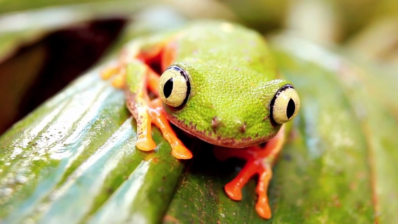 Tololoche – El Baile del Sapito 🐸 | Corrido Bélico Alegre 2025
