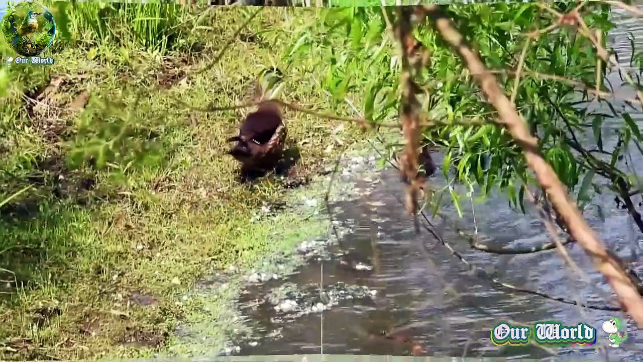 Wood Ducks - Most Colourful North American Waterfowl