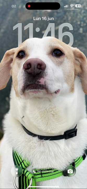 Fondo del iPhone con foto espacial (iOS 26)